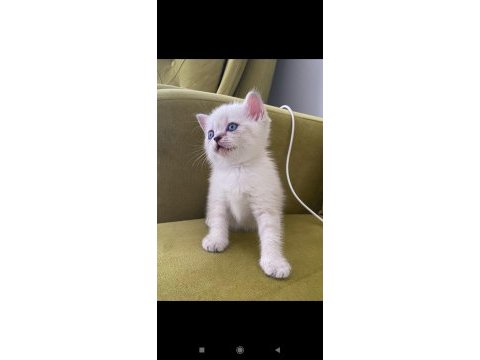 British shorthair lynx point dişi kedimiz