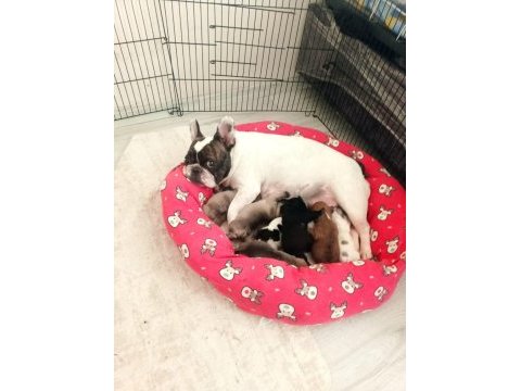 Orijinal fransız bulldog bebeler