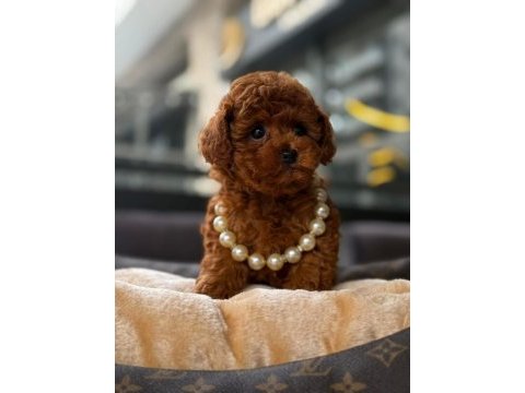 Red brown kore toy poodle yavrular