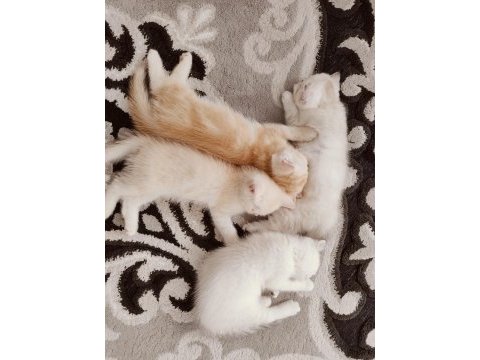 Henüz 2 aylık chinchilla kedisi