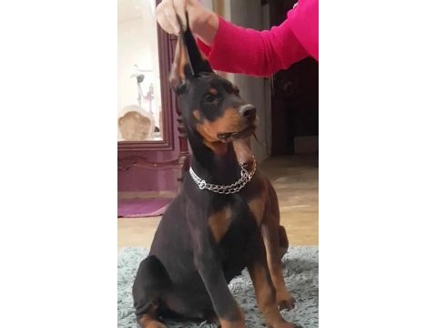 Avrupa doberman yavrularımız estetikli ve estetiksiz