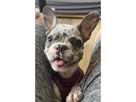 2.5 aylık dişi merle french bulldog
