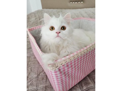 7 aylık british longhair