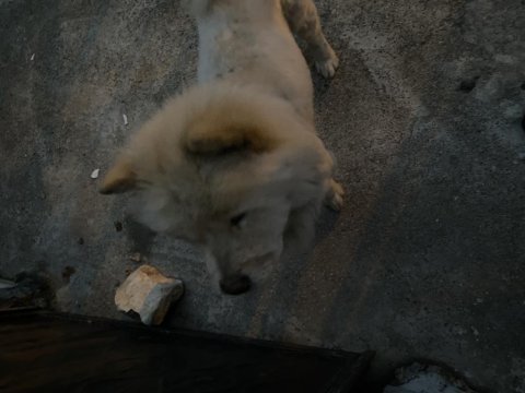 Chow chow 9 aylık bakımlı