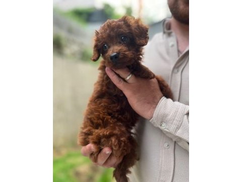 Maltipoo ve poodle