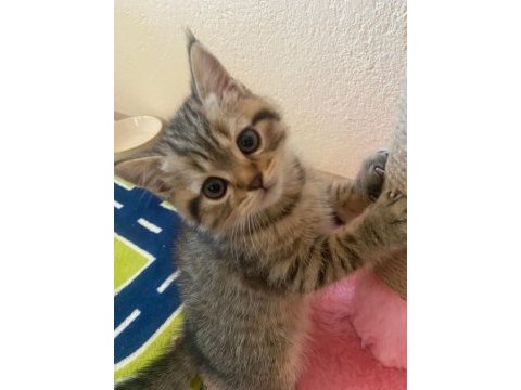 Golden tabby british shorthair yavrularımız hazır