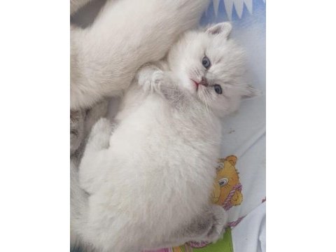 Scottish fold blue point mükemmel yavrular