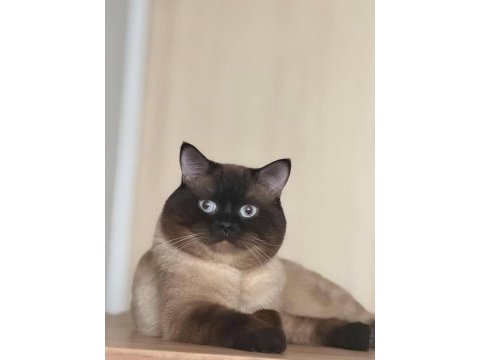 Erkek kedimiz için eşleşme ilanıdır