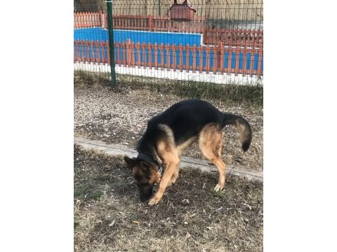 3 yaşındaki alman kurdu oğlumu sahiplendiriyorum