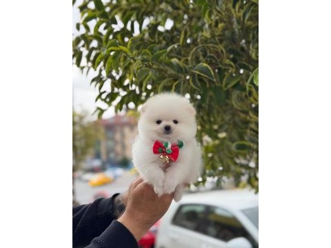 Pomeranian boo yavrular