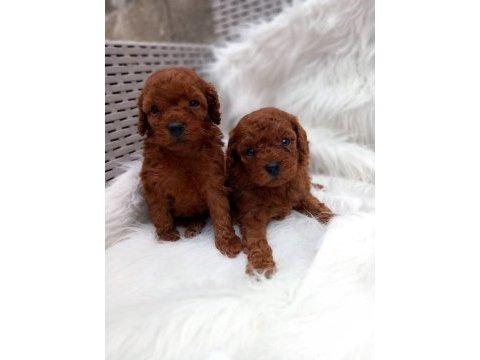 Sevimli toy poodle yavrularımız