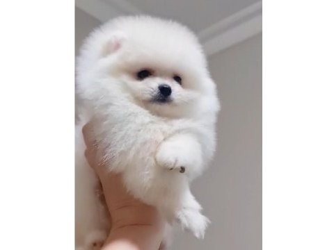 Pomeranian bebeğim ailesini arıyor