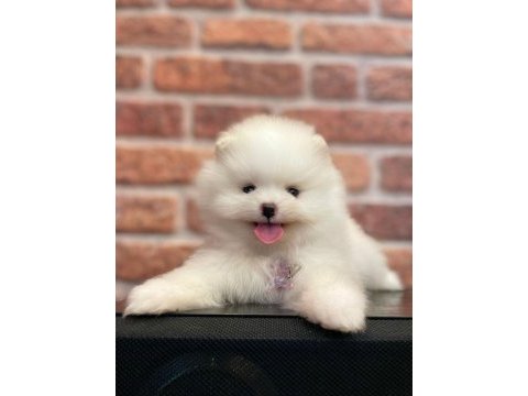 Erkek teacup sevimli pomeranian yavrumuz