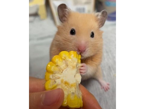 Hamster-gonzales yavrularımız heryere gönderim