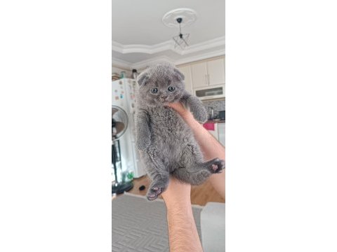 Safkan scottish fold yavrularımız