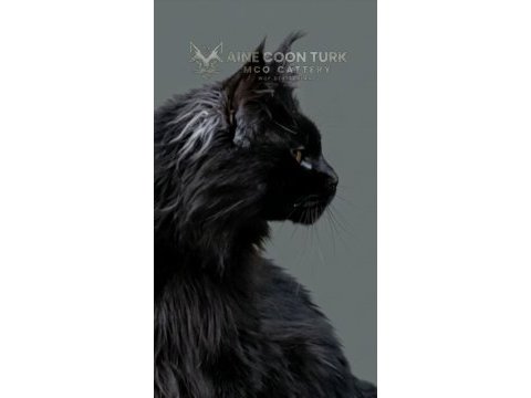 Maine coon türk - mco cattery