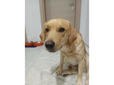 Henüz 1 yaşında labrador yeni sahibini bekliyor