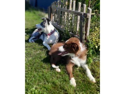 Safkan border collie yavruları