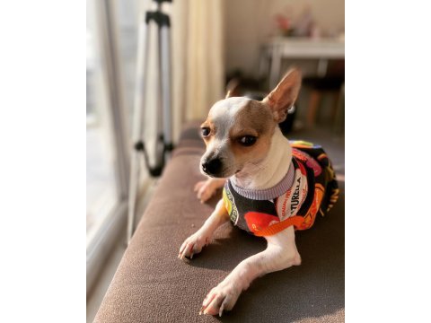 Behlülüme bihter arıyorum chihuahua