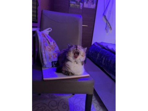 Kedimiz çiçeğime yuva arıyorum