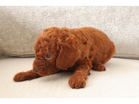 Red toy poodle yavrularımızı rezerveye açtık.