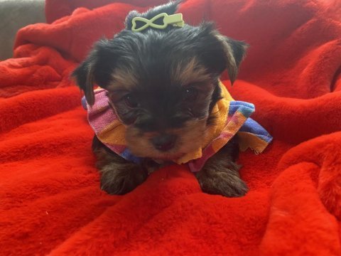 Tecup yorkshire terrier kaliteli