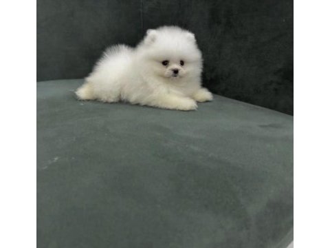 Pomeranian boo yavrusu