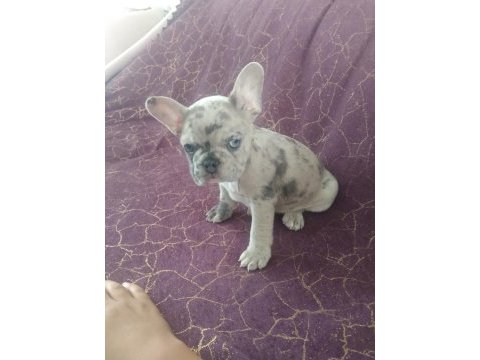 Harika french bulldog merley