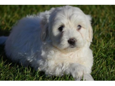 Maltese terrier 0 numara orjınal ırk