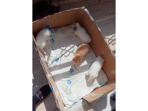 Safkan şecereli british longhair beyaz yavru