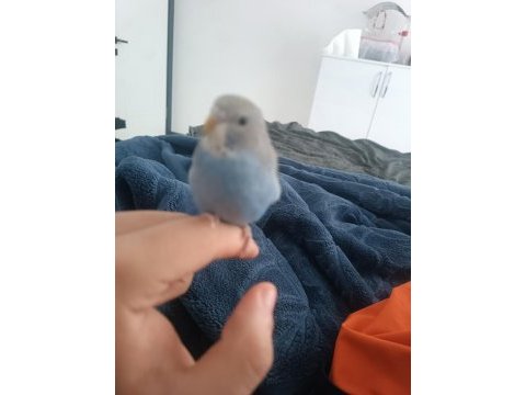 Çift muhabbet kuşu biri dişi ve biri erkek