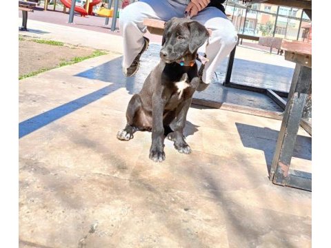 Antalya bu labrador çok kötü mahallede lütfen yuva