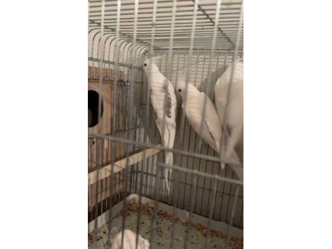 Erkek albino dişi heavy