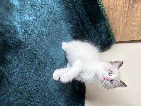 Ragdoll 3 kedimiz