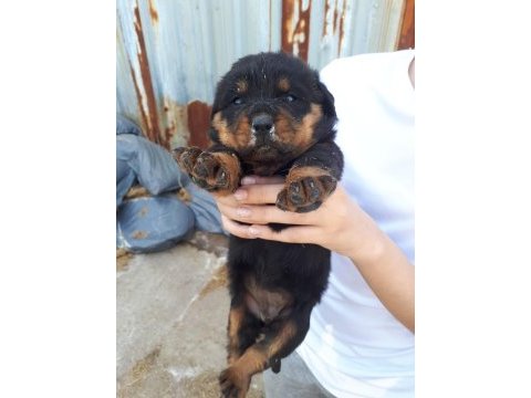 Safkan rottweiler yavruları