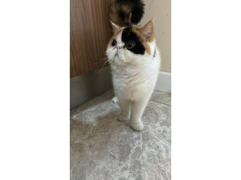 Exotic shorthair 3 yaşında