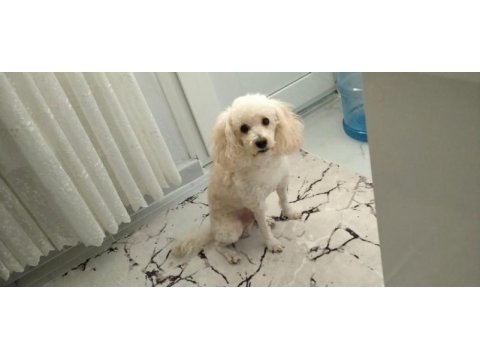 Mecburiyetten sahiplendirilecek 4 yaşında poodle