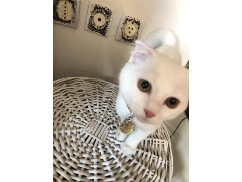 Yavru scottish fold