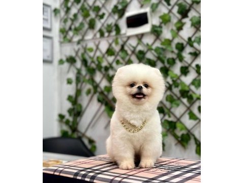 Irk garantili tedybear pomerian boo yavrular