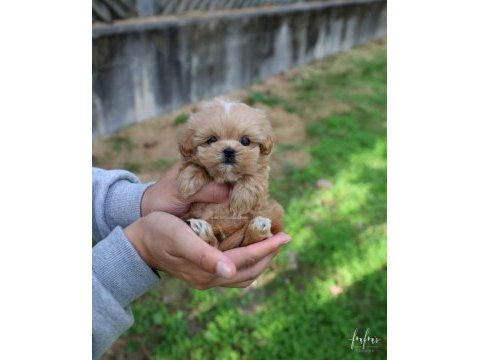 En sevimli maltipoo yavrularımız