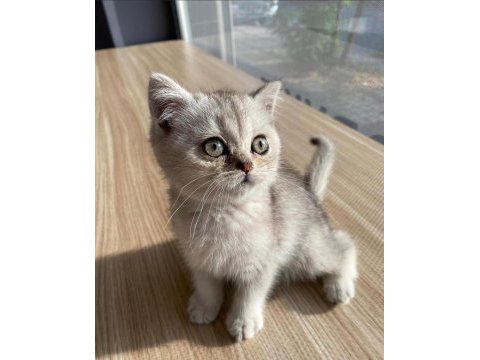 Saf kan british silver