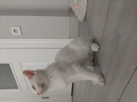 Dünyalar güzeli british shorthair mavişim