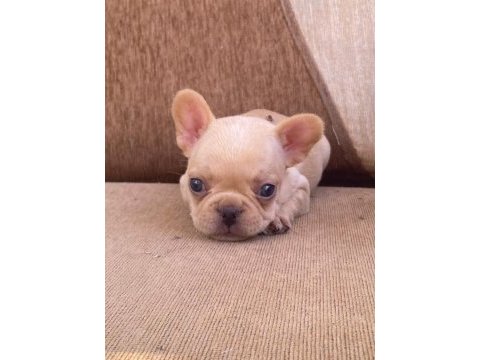 Egzotic french buldogg yavrular teslime hazır.