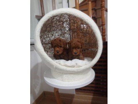 Red brown erkek toy poodle yavrularımız