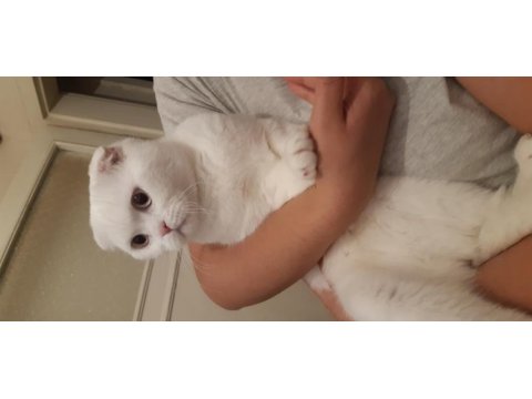5 aylık erkek scottish fold