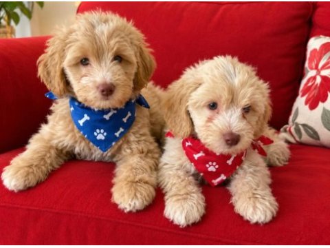 Maltipoo yavrular