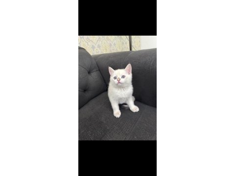 British shorthair lynx point erkek