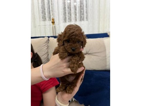 Üst segment toy poodle yavrumuz