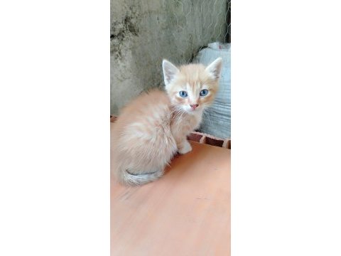 Sokak kedisi