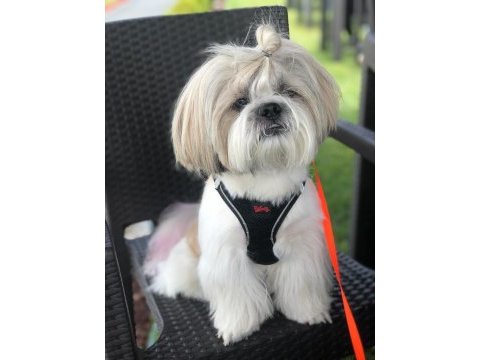 Shih tzu yavruları